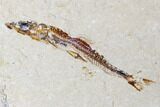 Cretaceous Viper Fish (Prionolepis) - Fish In Stomach! #173362-3